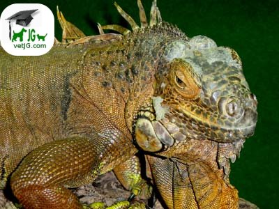 Sexaje en la iguana ( I )