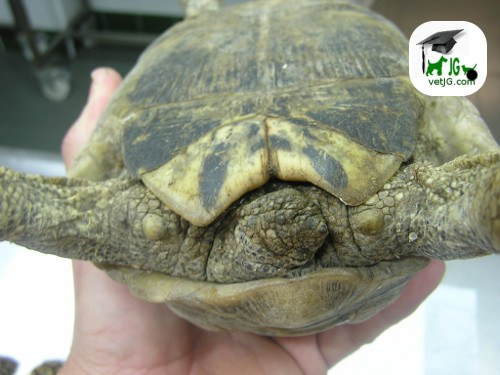 Tortugas en España (I): La tortuga mora y la tortuga mediterránea