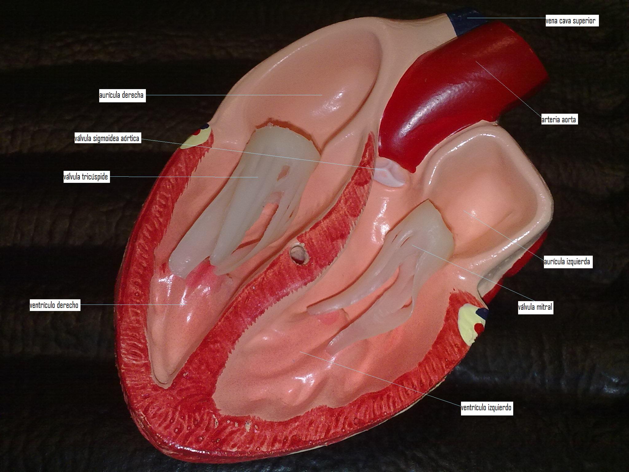 ¿como funciona el sistema circulatorio?