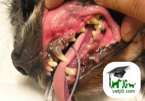 Enfermedad periodontal en perros.