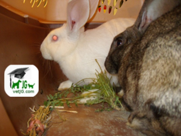 Alimentación en conejos mantenidos como mascotas.