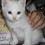 6047_Misurevisado