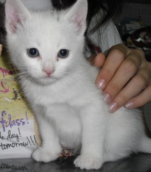 Os presentamos a Misu, preciosa gatita blanca.