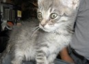 66552_Gatito1 66552_Gatito1