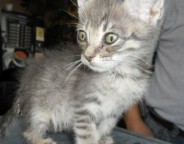 66552_Gatito1