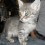 66552_Gatito1