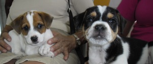 Chuky y Coco, dos nuevos miembros de la familia JG…con mucha ternura.