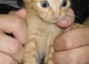 71096_Chama Ramone 71096_Chama Ramone