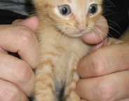 71096_Chama Ramone