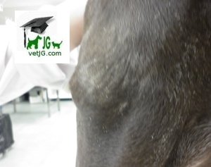 Lesiones primarias en dermatología veterinaria: NÓDULO.
