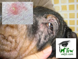 Lesiones primarias en dermatología veterinaria: PÚSTULA.