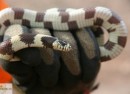 phoca_thumb_l_normal anillada