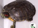 trachemysscriptaelegans trachemysscriptaelegans