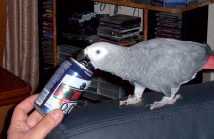 Does your parrot have everything it needs? Part II