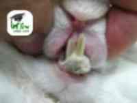 Malformación de dientes incisivos en conejos.