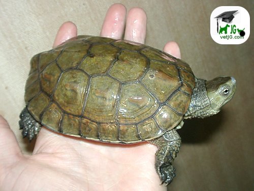 Reptiles como mascotas: II.Tortugas acuáticas españolas