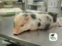 Nuevas mascotas en la clínica veterinaria (2ª parte)