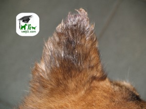 Afecciones del borde de la oreja en mascotas