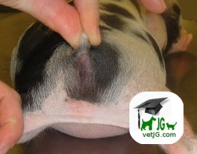 Ano ocluido o imperforado en cerdos vietnamitas.