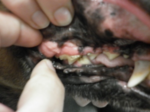 Hiperplasia gingival en perros.