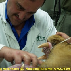 Medicina de felinos: cuando es un gato un poco grande.